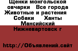 Щенки монгольской овчарки - Все города Животные и растения » Собаки   . Ханты-Мансийский,Нижневартовск г.